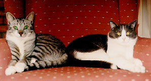 The Cats: Tigger and Sam